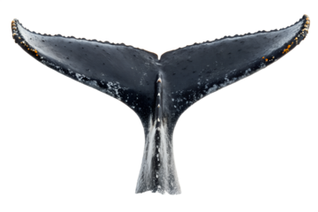Majestic Humpback Whale Tail Fluke Emerging from the Depths of the Ocean A Captivating Marine Scene