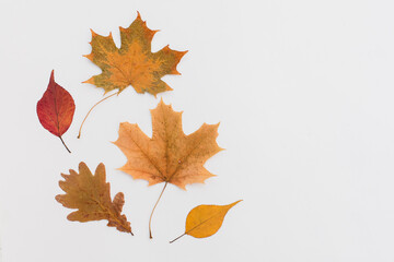 Autumn holiday frame composition with pattern made of leaf, punpkins, dried orange, pine cone on white wooden background. thanksgiving day, halloween eco zero waste concept. Minimal flat lay, top view