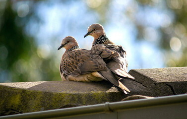 Spotted Dove (Spilopelia chinensis)