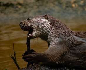 Loutre apelage lisse et son bout de bois