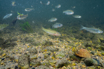 Horny head chub and common shiners in creek