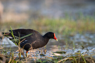 Common gallinule on marsh at sunset
