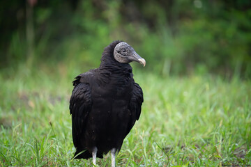 black vulture standing in grass