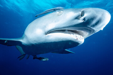 Naklejka premium Closeup of a lemon shark
