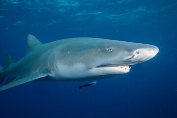 Naklejka premium Closeup of a lemon shark