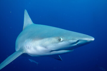 Silky shark in blue ocean