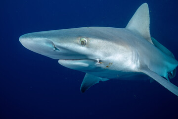 Fototapeta premium Silky shark in dark blue ocean