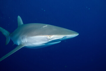 Closeup of sandbar shark in the ocean