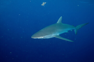 Obraz premium Closeup of sandbar shark in the ocean