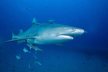 Lemon shark swimming with school of fish