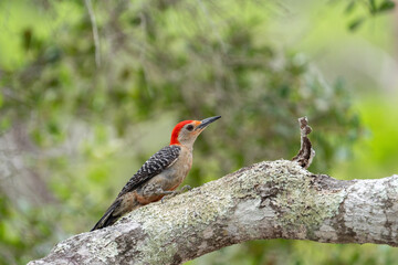 Red-bellied woodbecker on a tree branch