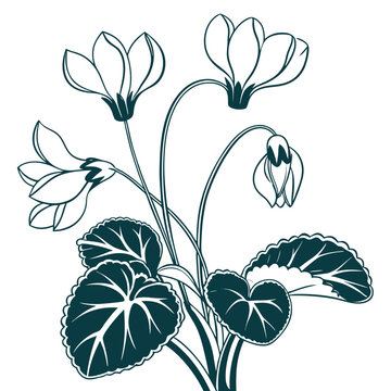 cyclamen percian on white background 