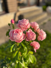 pink roses in a garden