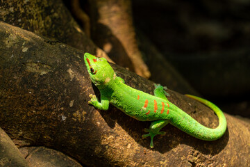 Gecko
