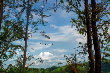 Helicopter squadron flying in formation framed by forest trees.