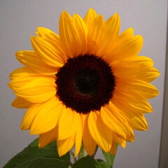 Close-up of a bright sunflower