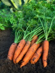  Organic carrots with tops freshly picked from the soil.