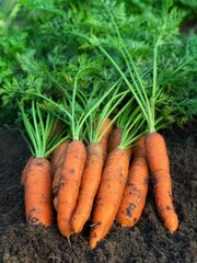  Organic carrots with tops freshly picked from the soil.