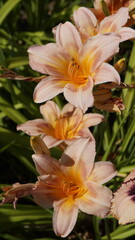 Fototapeta premium Garden lilies, daylily blooming in sunlight