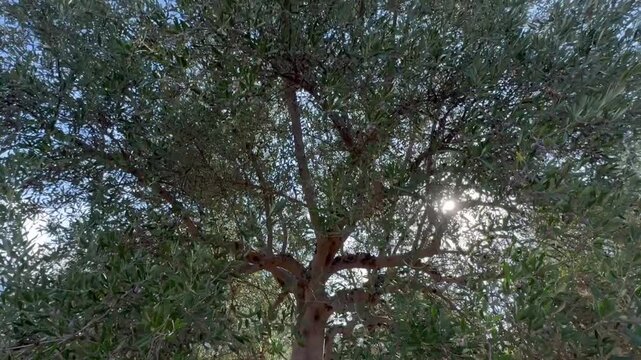 From a red-marked olive tree, a gaze rises to the high blue sky, bringing spiritual uplift. Nature nourishes the human spirit with its fruit, even while bleeding from man's unconsciousness.