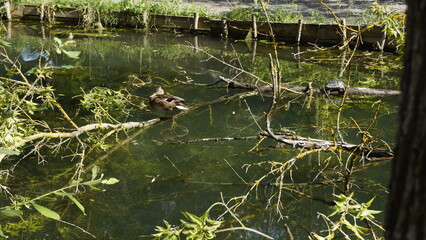 A duck rests on the outside of a pond on a sunny day