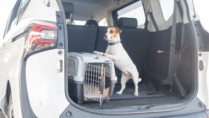 Jack Russell Terrier Dog in Travel Carrier in Car Trunk. 