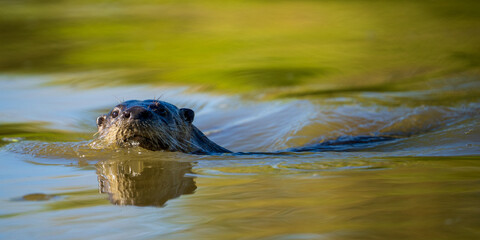 A River Otter (Lontra canadensis) swims by a photographer in McFadden Marsh, Finley National Wildlife Refuge, Oregon.