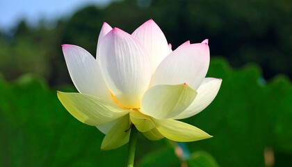 Close-up of a beautiful lotus flower
