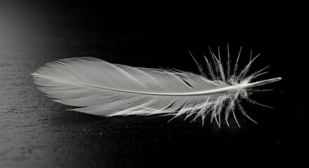 Obraz premium Close-up of a delicate white feather against a dark background, showcasing its intricate structure and soft texture.