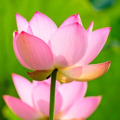 Close-up of a delicate pink lotus flower