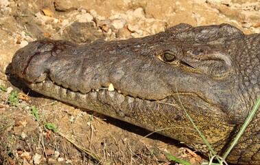  Nilkrokodil (Crocodylus niloticus)