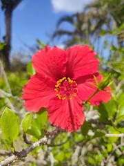 red hibiscus flower