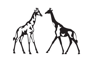 Two giraffes standing together in black and white