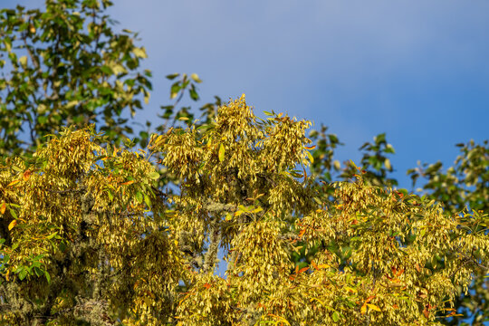 Seeds of Oregon Ash (Fraxinus latifolia). The species is threatened by the Emerald Ash Borer (Agrilus planipennis)
