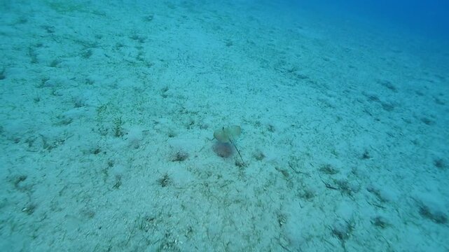 swimming ray fish underwater stingray swim on sand relaxing ocean scenery of animal