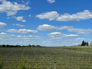 H&uuml;gel mit Weinreben und blauem HImmel mit kleinen wei&szlig;en Wolken in Franken, Bayern, Deutschland