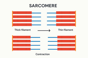 Sarcomere Muscle Contraction Illustration: Thick and Thin Filaments Sliding Mechanism. Illustration