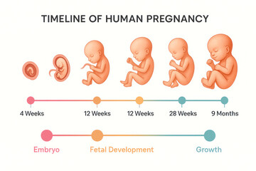 Timeline of Human Pregnancy Stages, Illustration of Embryonic and Fetal Development, Educational Visual Aid [142 characters]