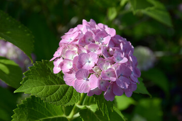 Fototapeta premium ピンクのアジサイ