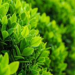 Fototapeta premium Lush green foliage close-up