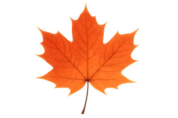 Symmetrical orange maple leaf centered on white background for autumn-themed projects
