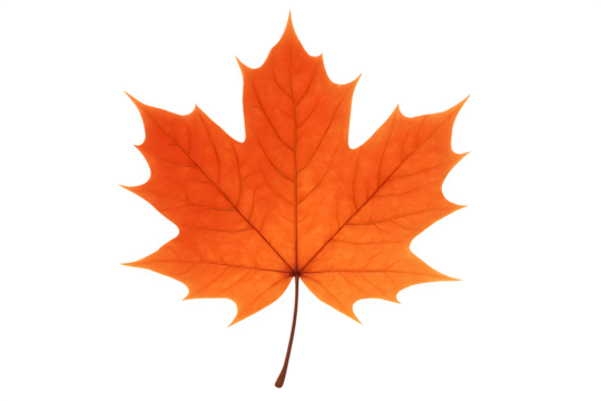 Symmetrical orange maple leaf centered on white background for autumn-themed projects