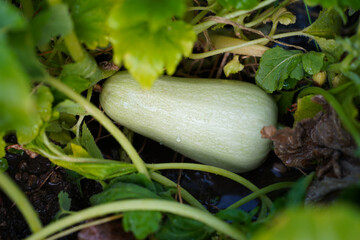 Obraz premium close-up of zucchini growing in a garden