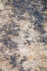 scorched grass in the garden