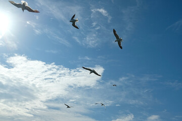 A Group of Gulls Fly with Sun Shining Above