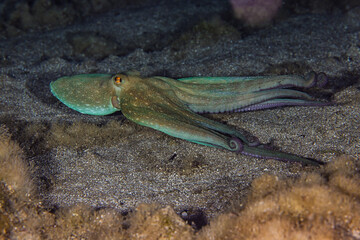 Majestic octopus from the Mediterranean Sea