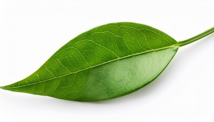 Obraz premium close up of green plant branch with lush leaves isolated on white background perfect for nature eco and organic themes