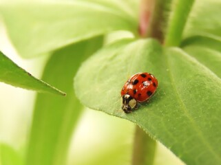 Closeup of an asian lady beetle over zinnia green leaf.