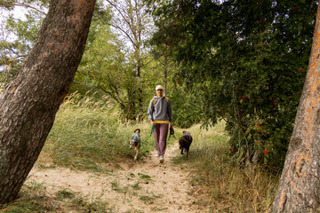 person walks two dogs on a path in a forest or park. canine are on leashes, and the woman is wearing hat. Pet training with handler, professional dog walker, dog sitter. animals in nature.