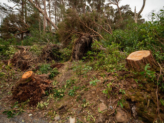 Fototapeta premium Freshly cut two tree stamp and trunk in the background. Wood making industry.